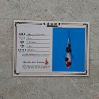 SAITO AI GOROMO GINRIN 38CM SERTI