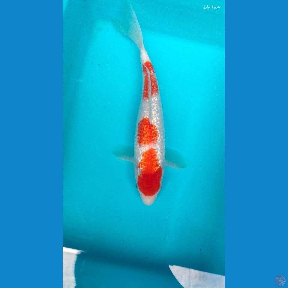 kohaku ginrin 27 cm fm
