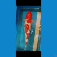 aigoromo 55cm female 