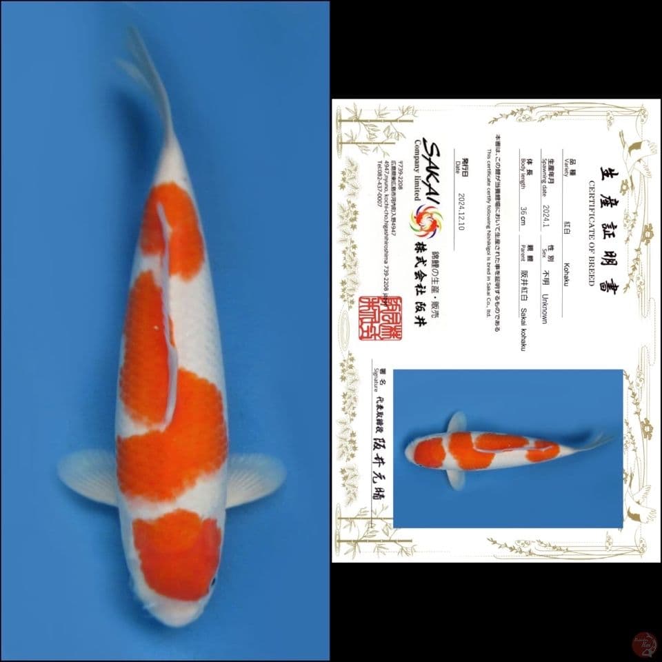 36cm - Kohaku Import 