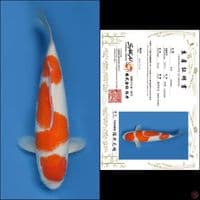 36cm - Kohaku Import 