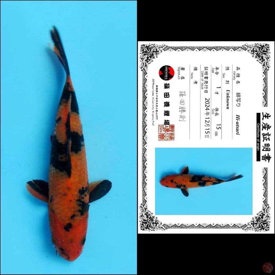 15cm - Hi Utsuri Import 