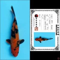 15cm - Hi Utsuri Import 