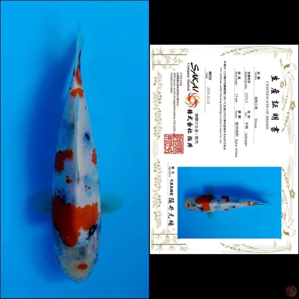 19cm - showa import 