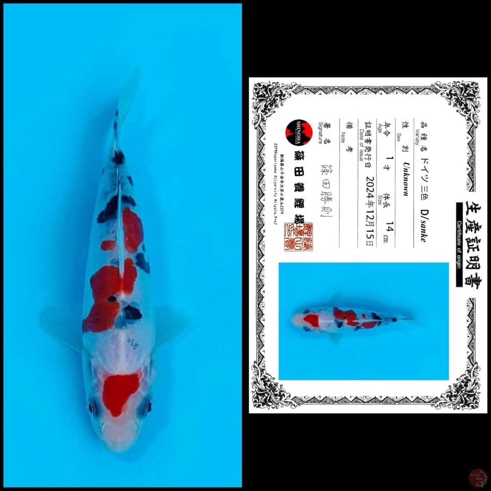 14cm - sanke doitsu import 