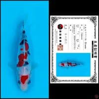 14cm - sanke doitsu import 