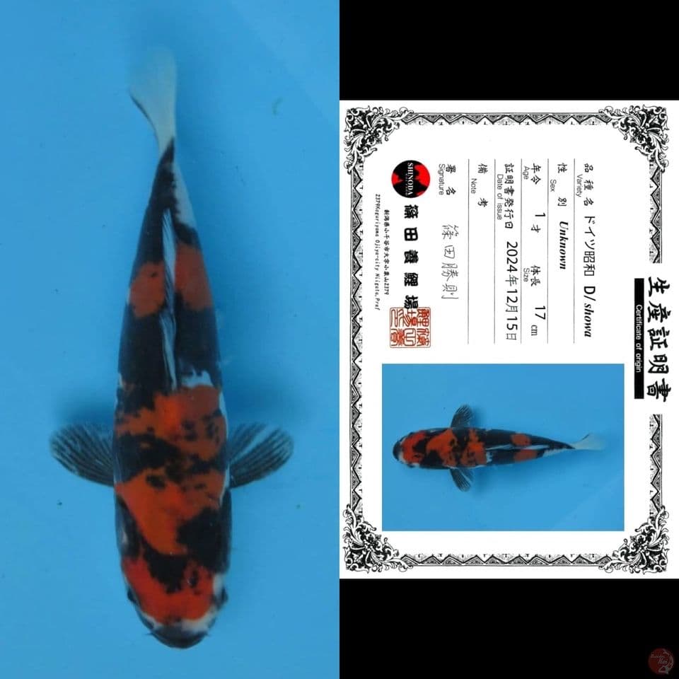 17cm - showa doitsu import
