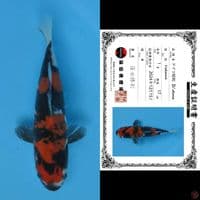 17cm - showa doitsu import