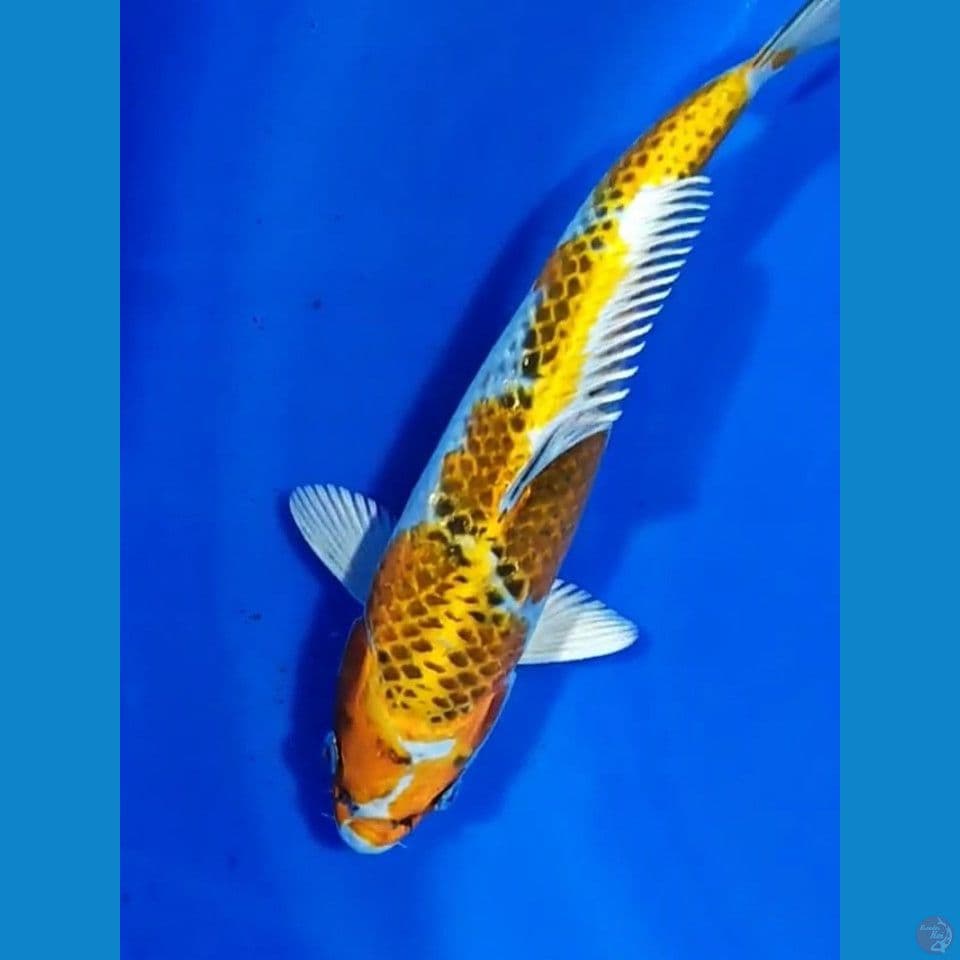kujaku 26cm