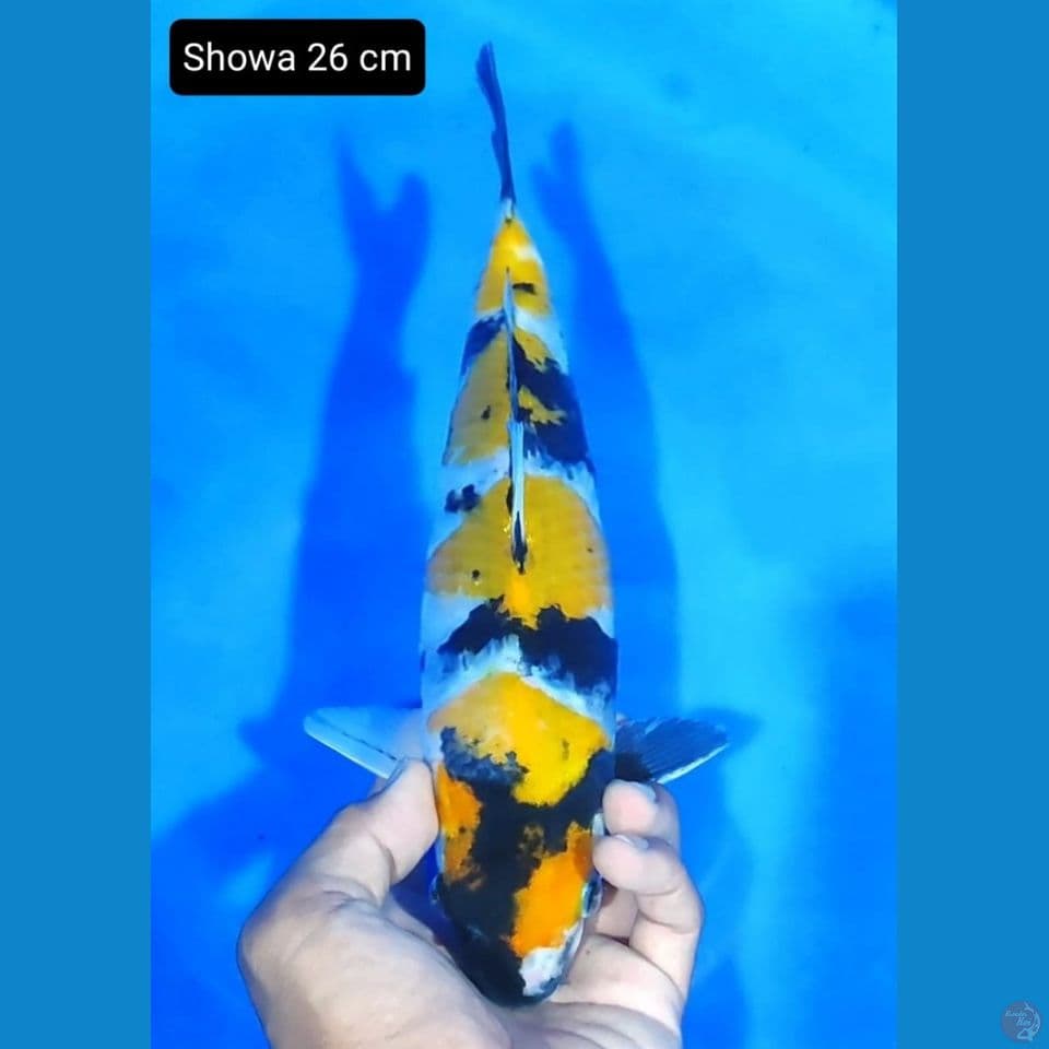 showa 26cm