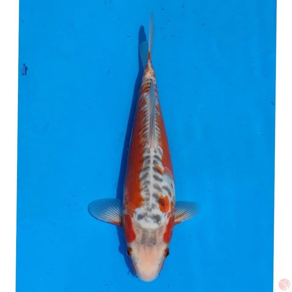 Yamaju Shusui 