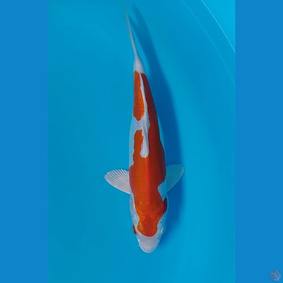 kikushui 28cm