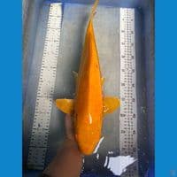 karashi 46 cm