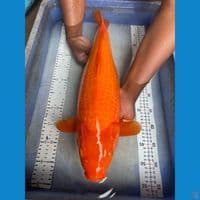 karashi jumbo 52 cm ginrin