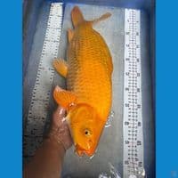 51 cm karashi punuk manggo