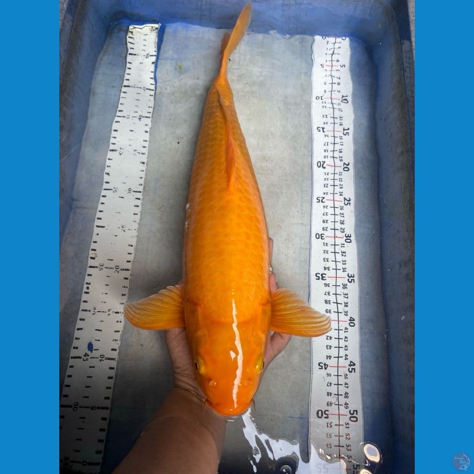 51 cm karashi punuk manggo
