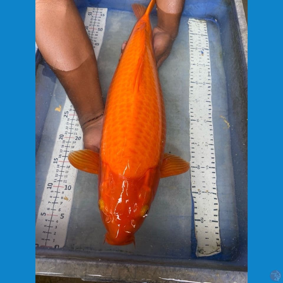 red karashi punuk jumbo