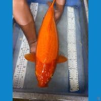 red karashi punuk jumbo