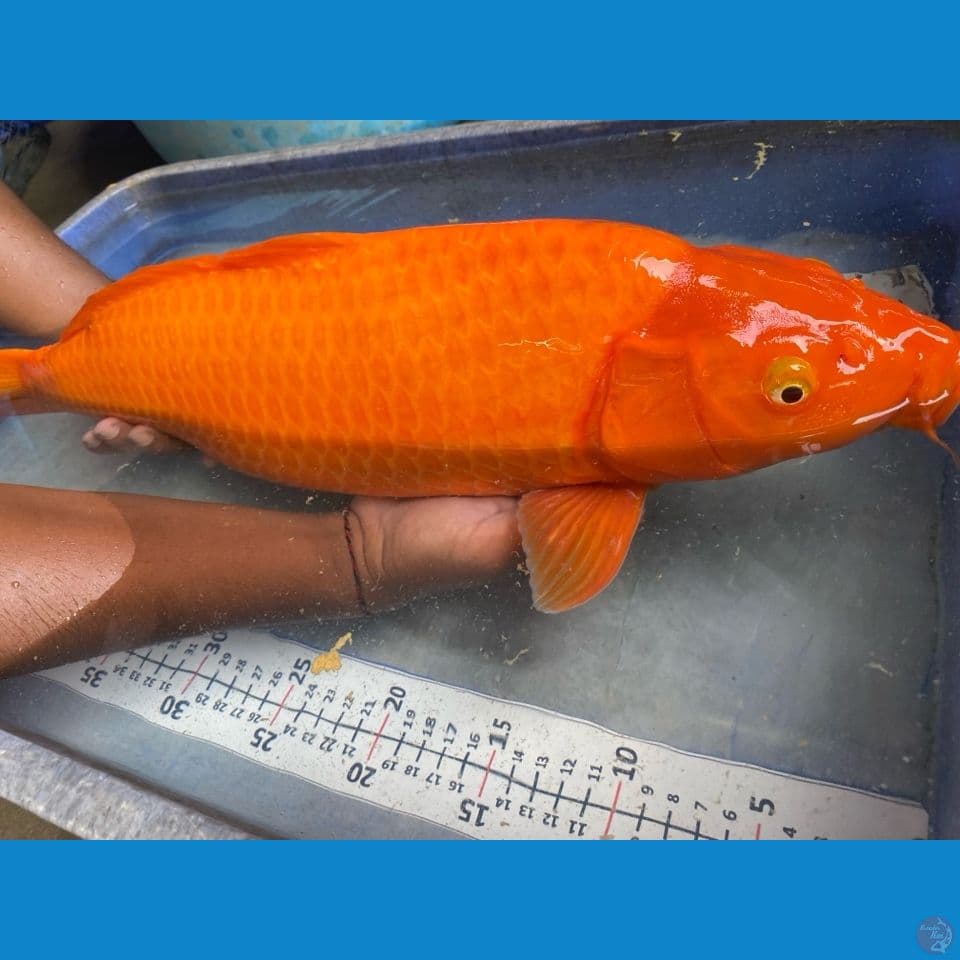 red karashi punuk jumbo