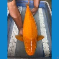 karashi jumbo 57 punuk