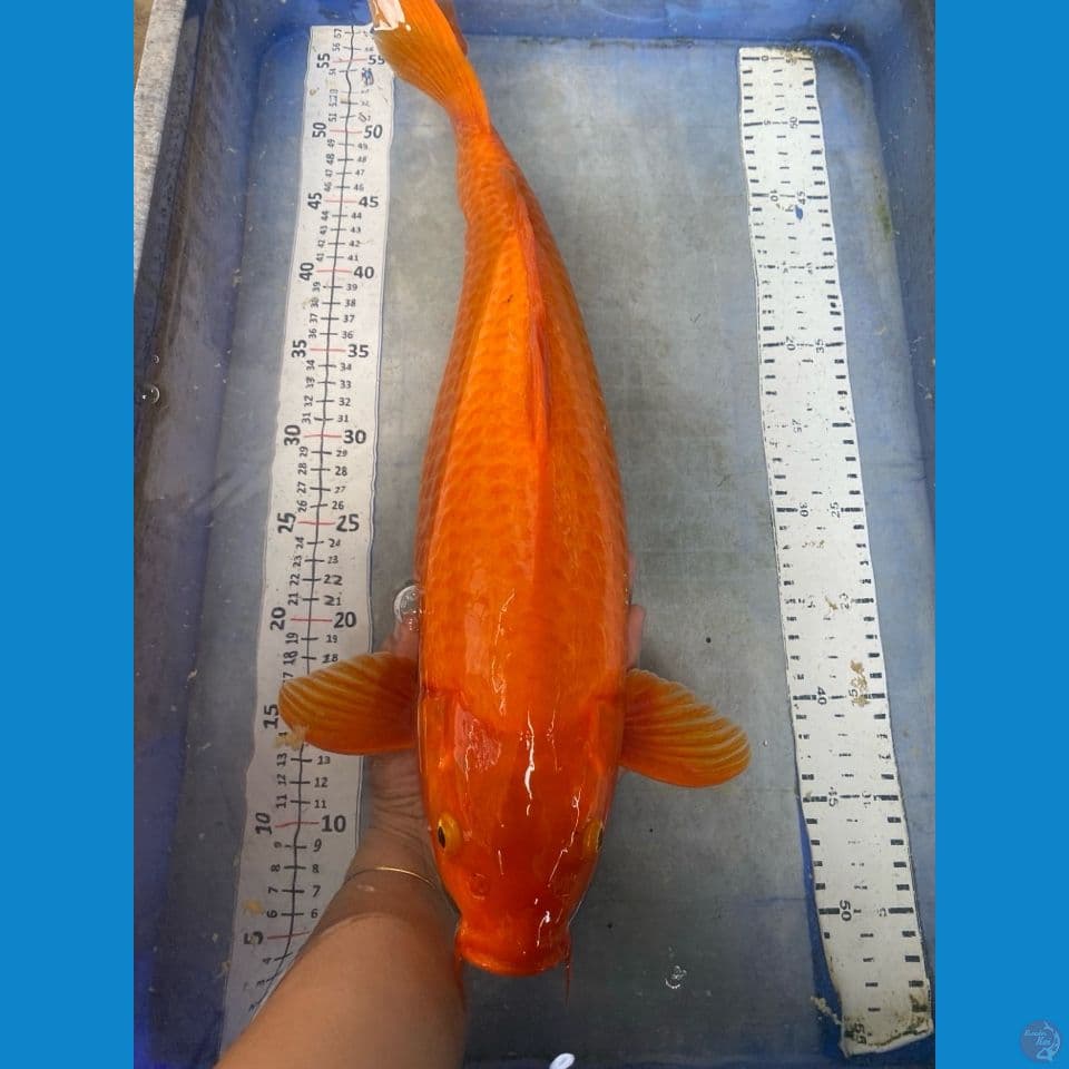 red karashi 50 cm