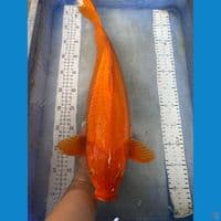 red karashi 50 cm