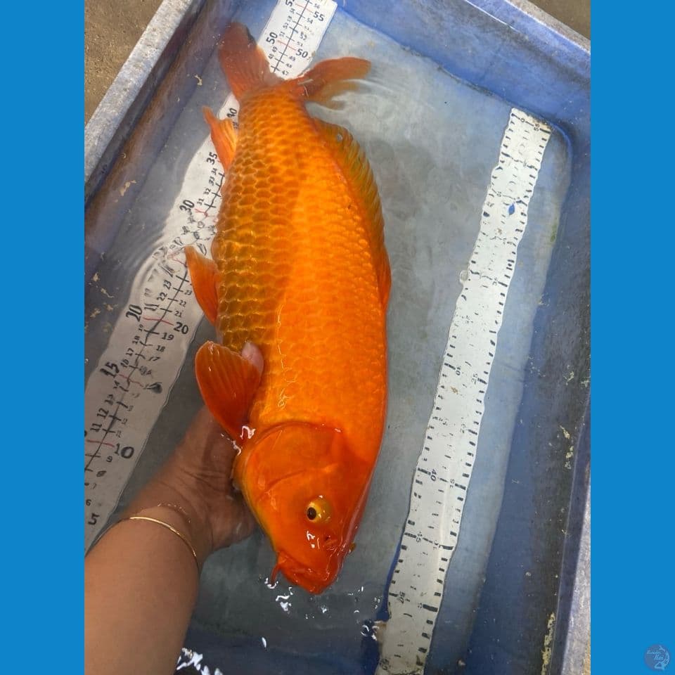 red karashi 50 cm
