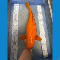 karashi ginrin red 45 cm