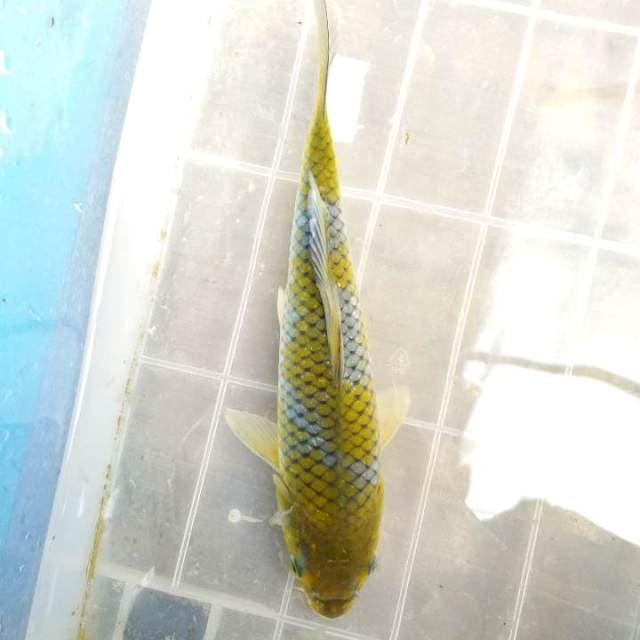 Green ociba.  23cm.