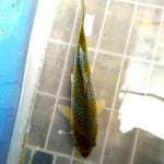 Green ociba.  23cm.