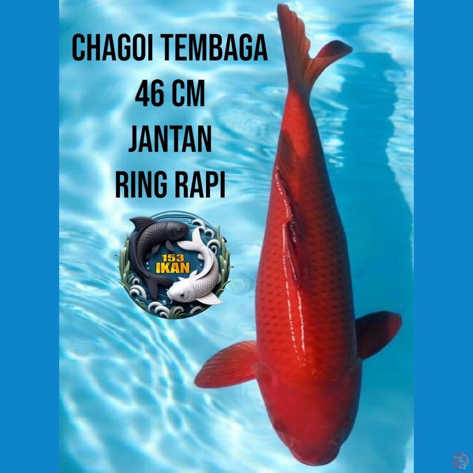 Chagoi Tembaga Jantan