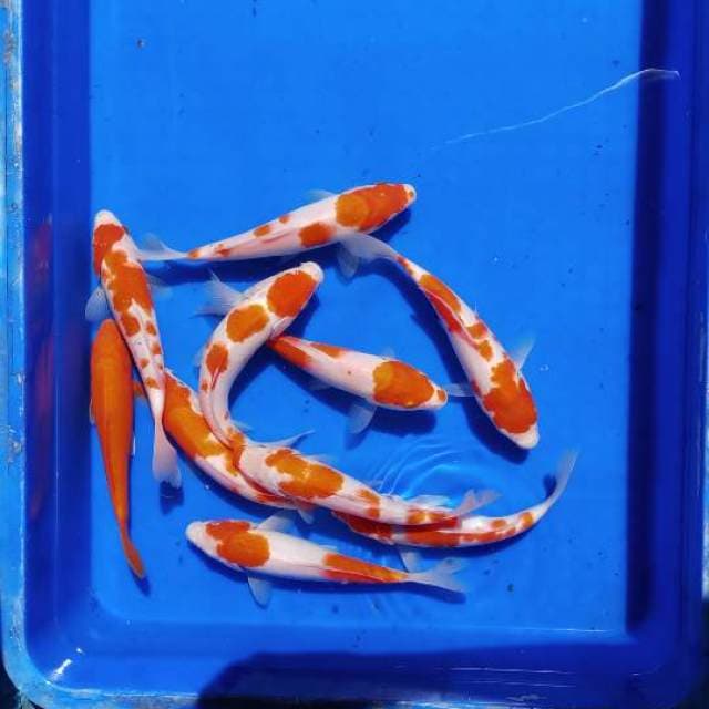Mix kohaku