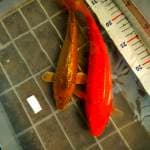 Cagaoi ginrin +benigoi.  ±23+26,5cm.