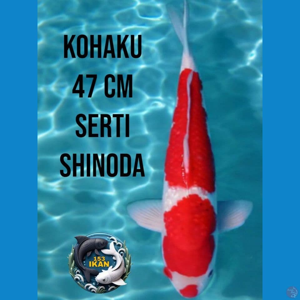 Kohaku (SERTI SHINODA)