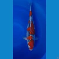 GOSHIKI RESENG 38cm
