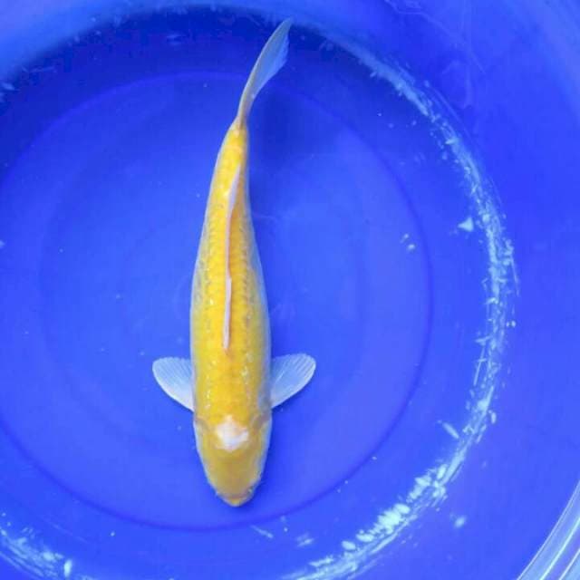 F1 Karasi Unik Female - 42cm
