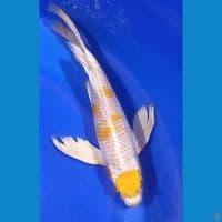KANOKO MARUTEN HARIWAKE 31CM MALE