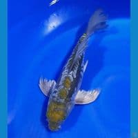 OCHIBA ARAGOKE 37CM MALE