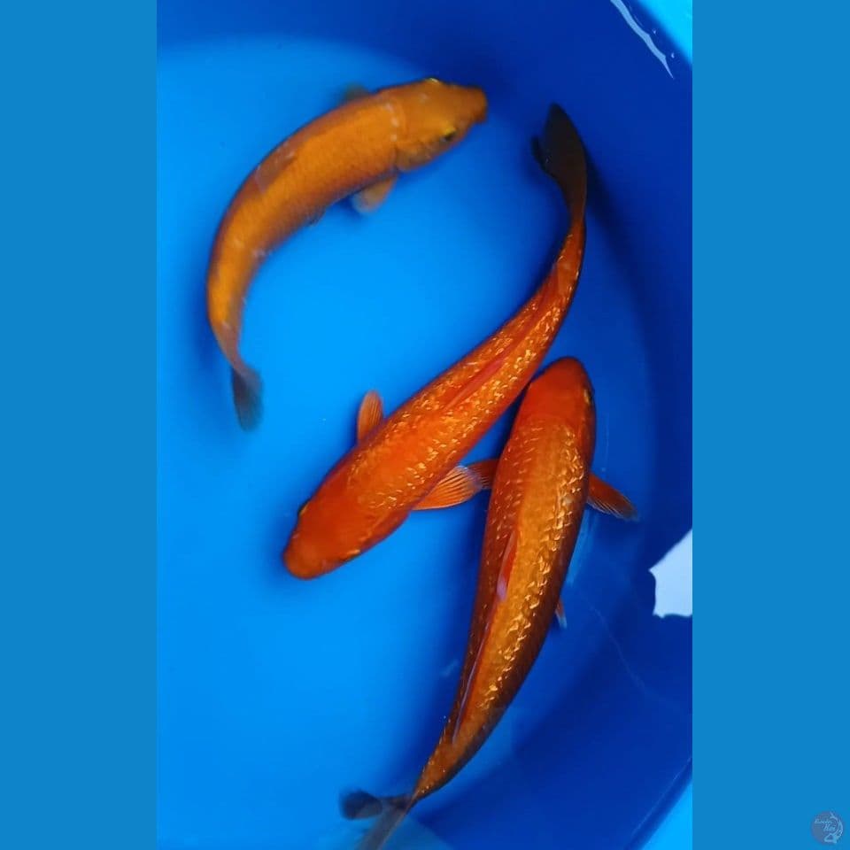 Karamel 3 Ekor