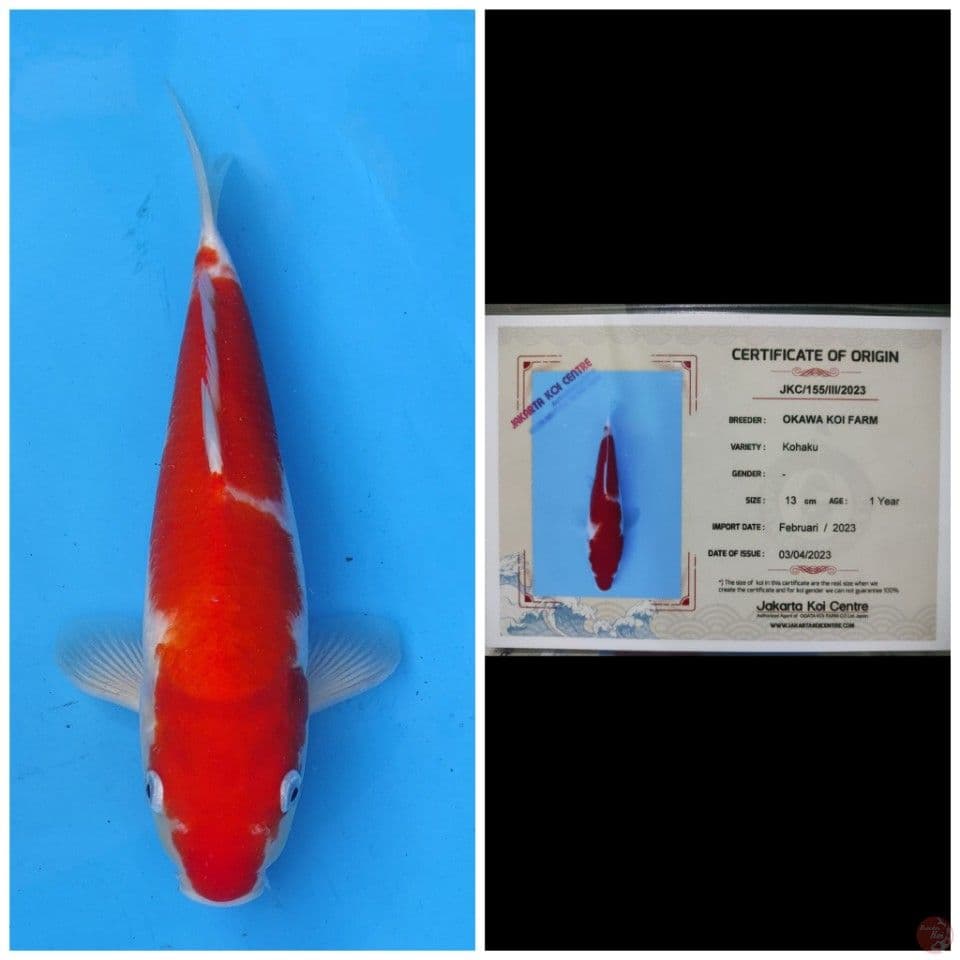 Okawa Kohaku 
