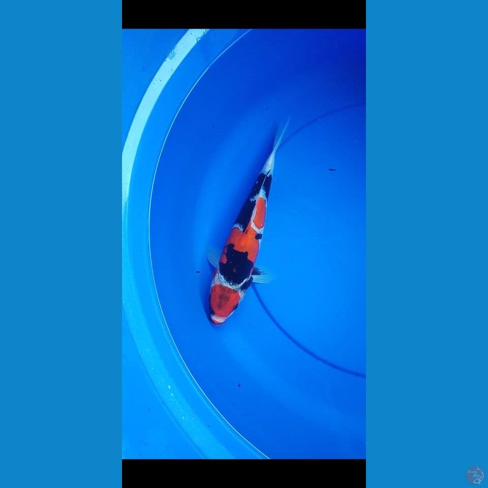 maruten showa doitsu 28cm