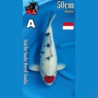 Tancho sanke Breed jumbo AKF