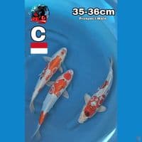 Kawarimoyo 35 36 cm 3 ekor prospect original seperti itu sampai besar