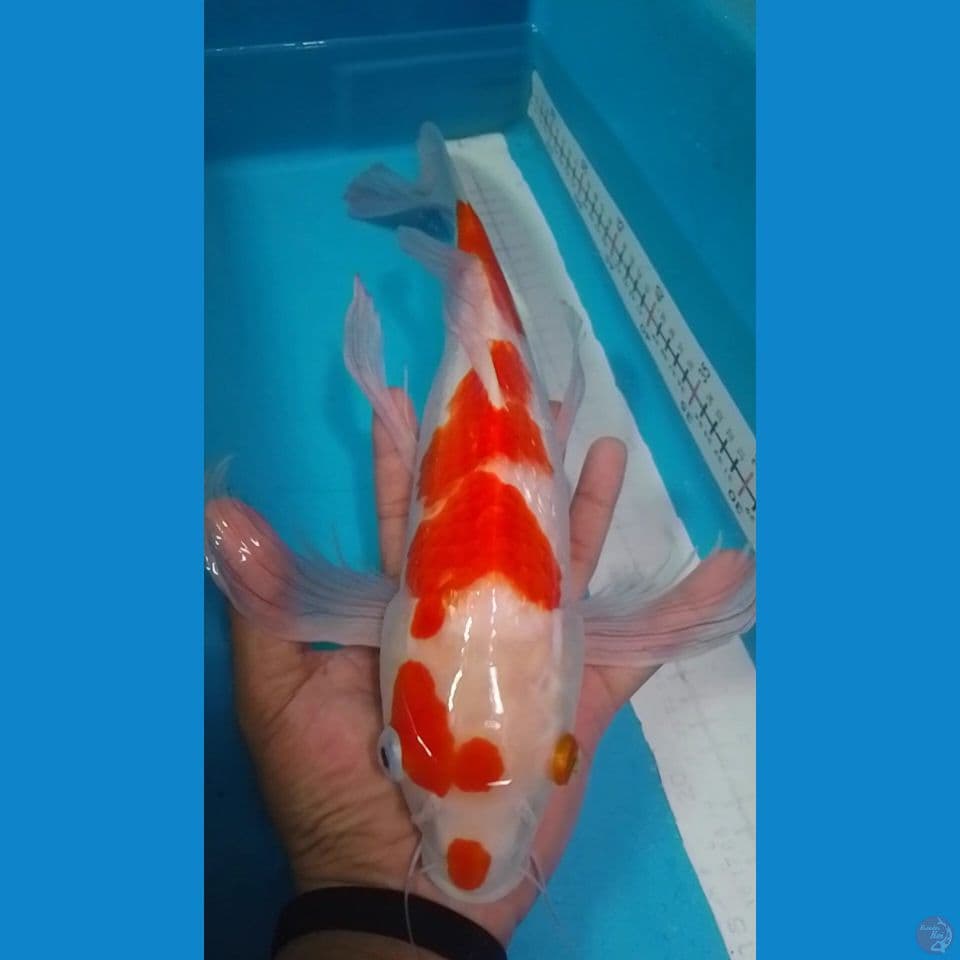 kohaku kumpay 45cm
