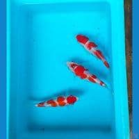 kohaku 15-16 cm