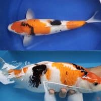 Showa Tategoi jantan 45 cm