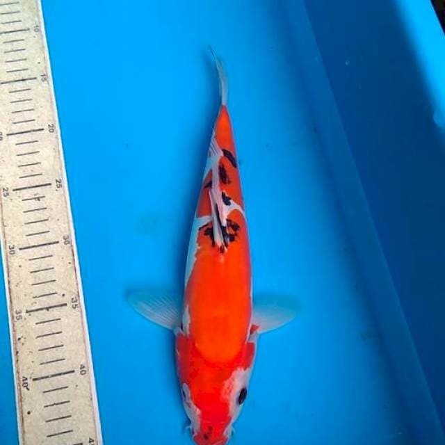 Sanke Doit 32cm