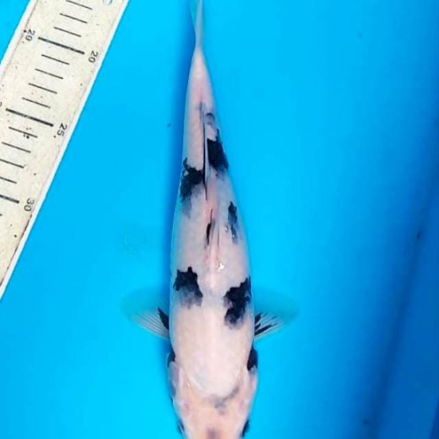 Shiro 29cm