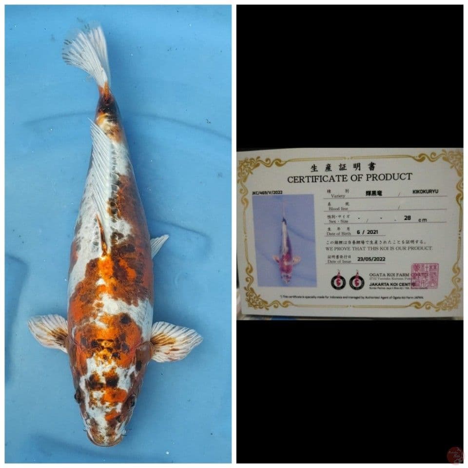 Ogata Benikiko 