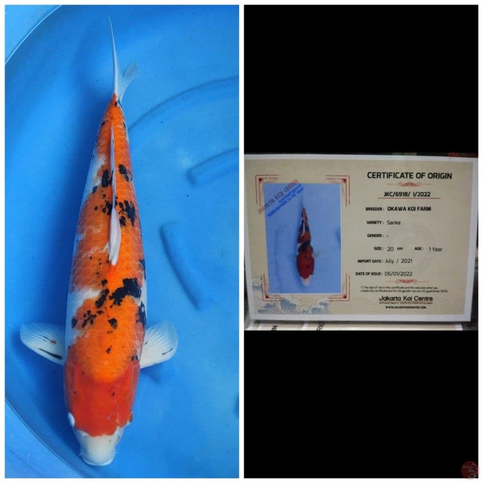 Jumbo Sanke Okawa 